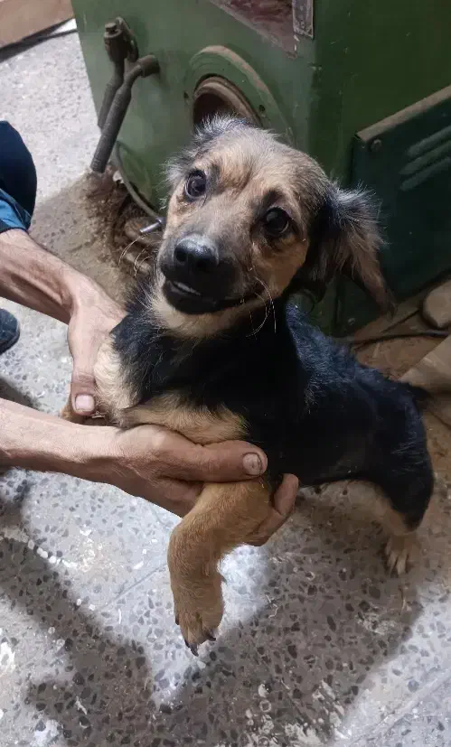 واگذاری ماده اشپیتز|سگ|کرمان, |دیوار