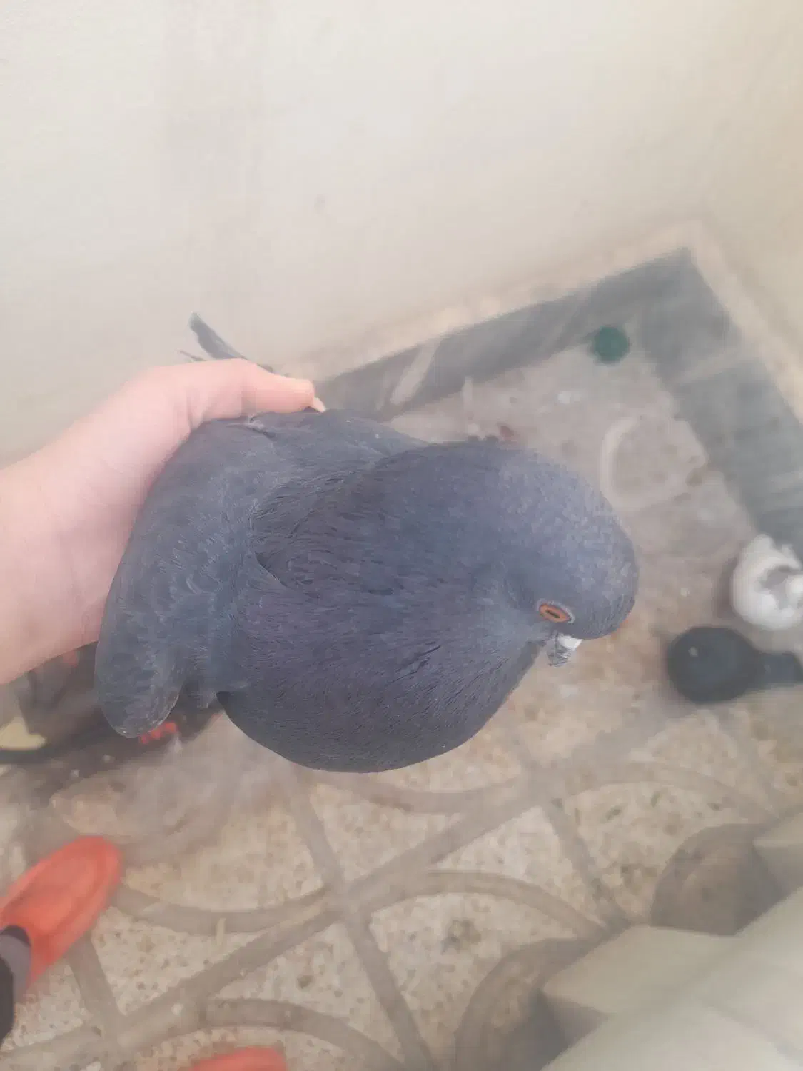 کفتر|پرنده|ماکو, |دیوار