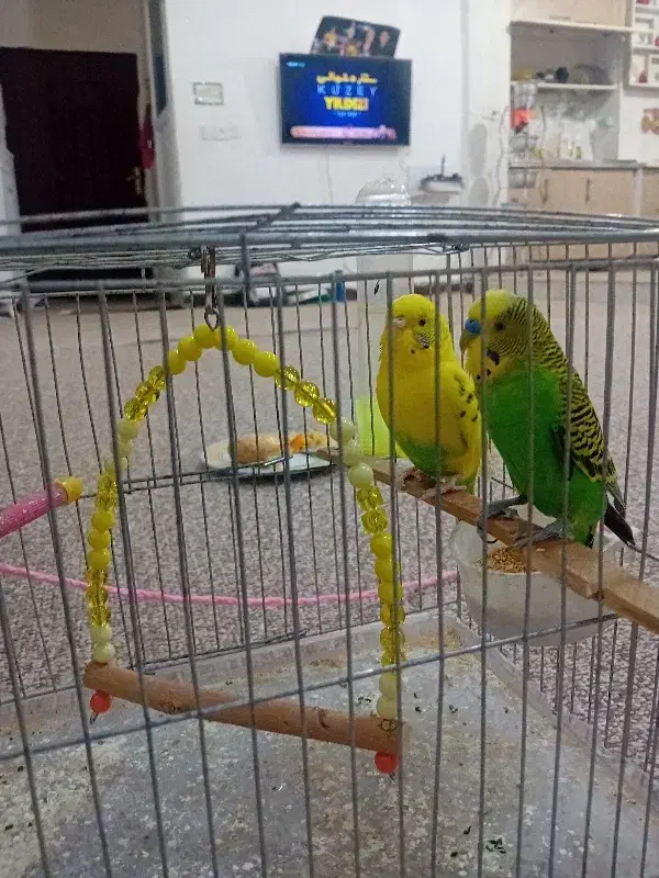 مرغ عشق|پرنده|دهلران, |دیوار