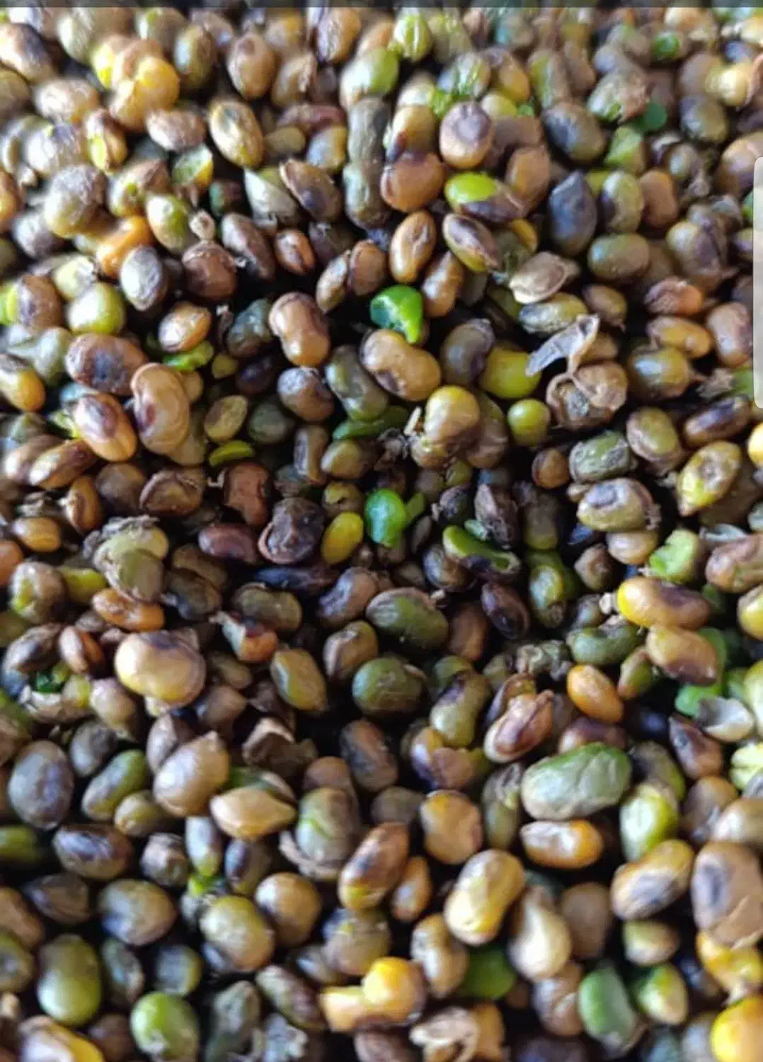 تامین کننده مغز بنه،الوک،به صورت عمده|خوردنی و آشامیدنی|شیراز, شهرک مهدیه|دیوار