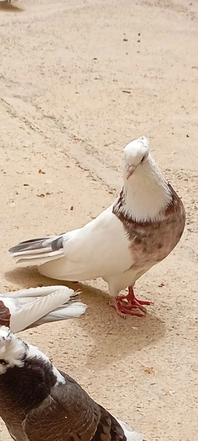 کبوتر|پرنده|گیلان غرب, |دیوار