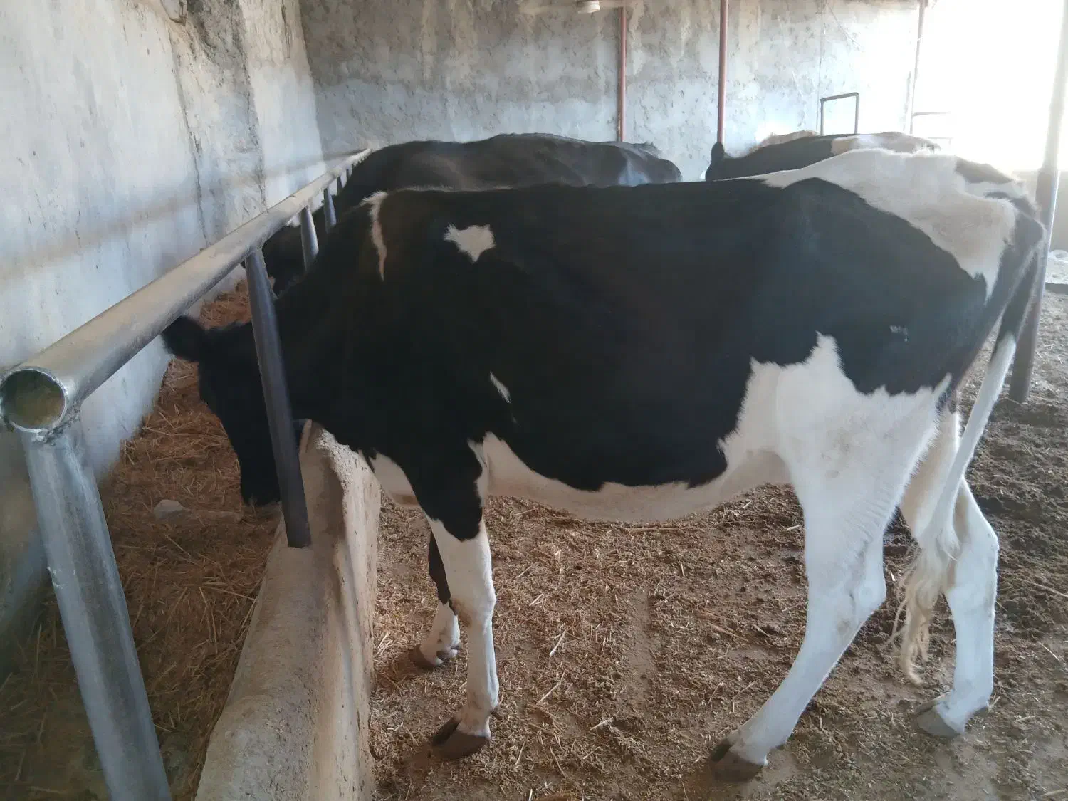 گاوشیری نژاد اصیل|حیوانات مزرعه|مسجد سلیمان, |دیوار