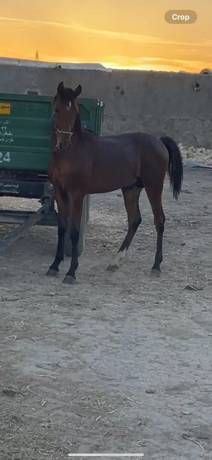 کره نریون|اسب و تجهیزات اسب‌سواری|ساوه, |دیوار