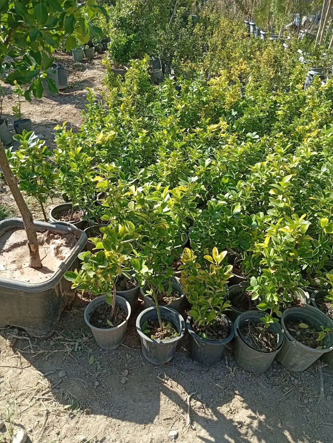 عرضه مستقیم گل و گیاه بیرونی. عمده ای وتکی|خدمات باغبانی و درختکاری|شاهدشهر, |دیوار