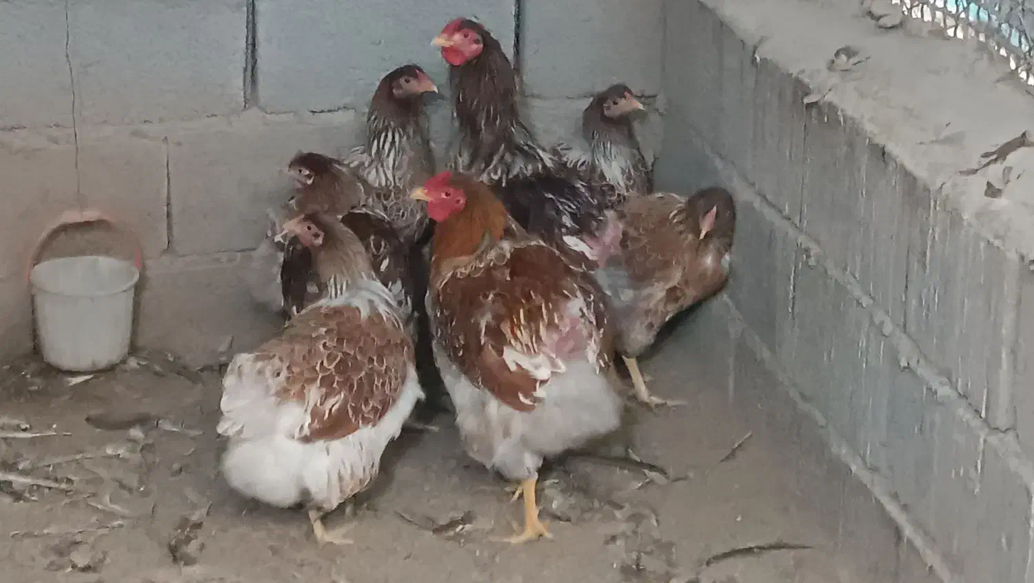 مرغ وخروس ویاندوت|حیوانات مزرعه|خسروشاه, |دیوار