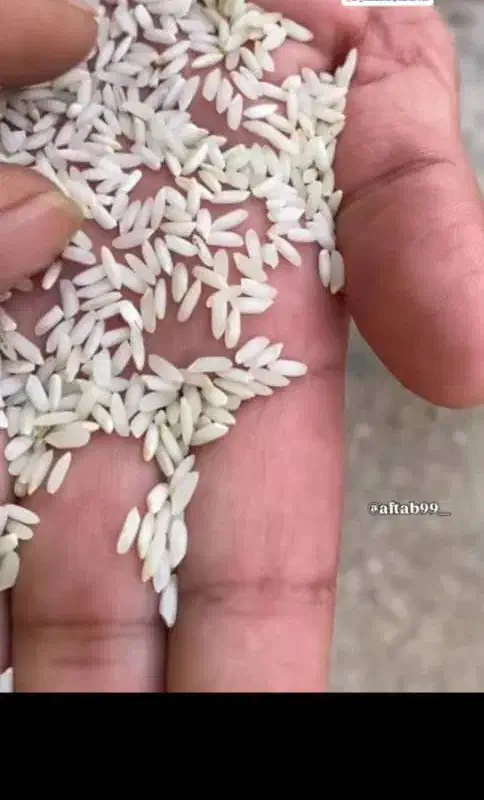 برنج عنبر بو شعیبیه برداشت امسال|خوردنی و آشامیدنی|باوی, |دیوار