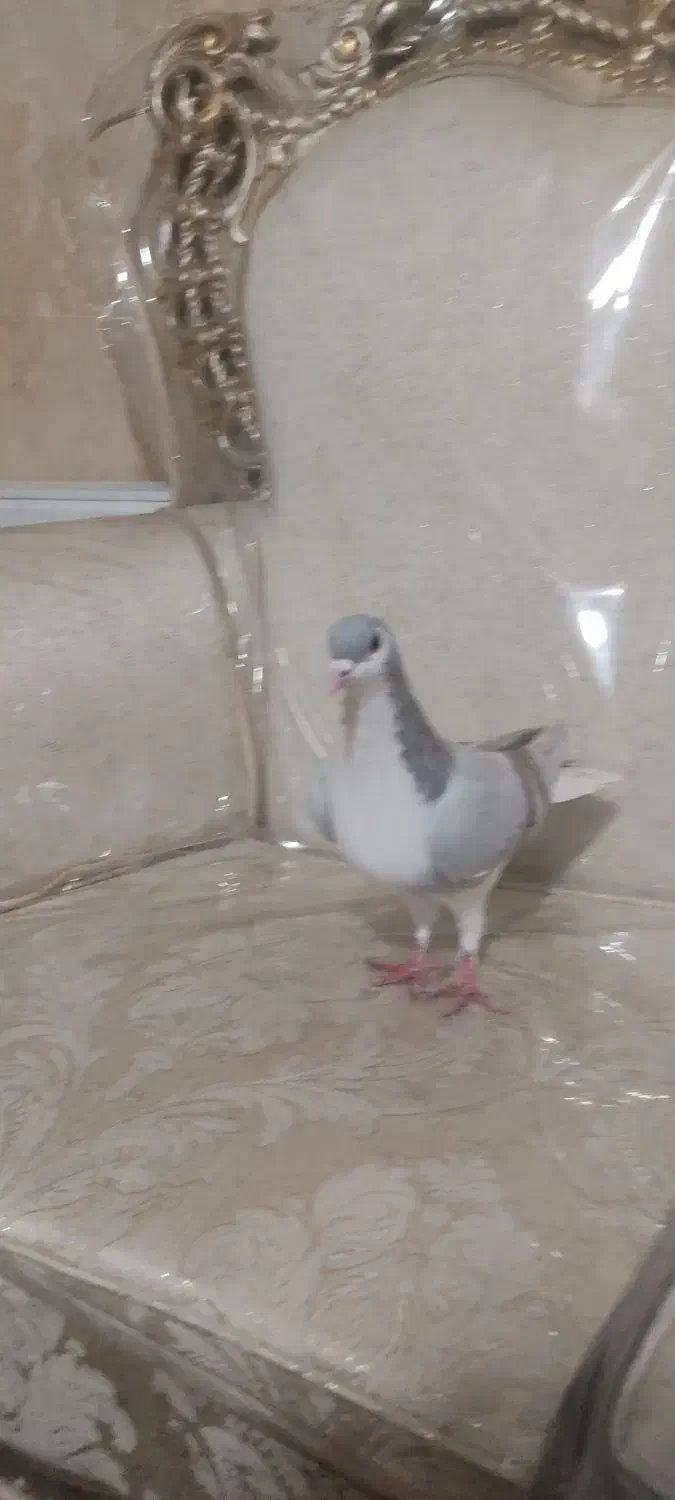 کبوتر|پرنده|سبزوار, پامنار|دیوار