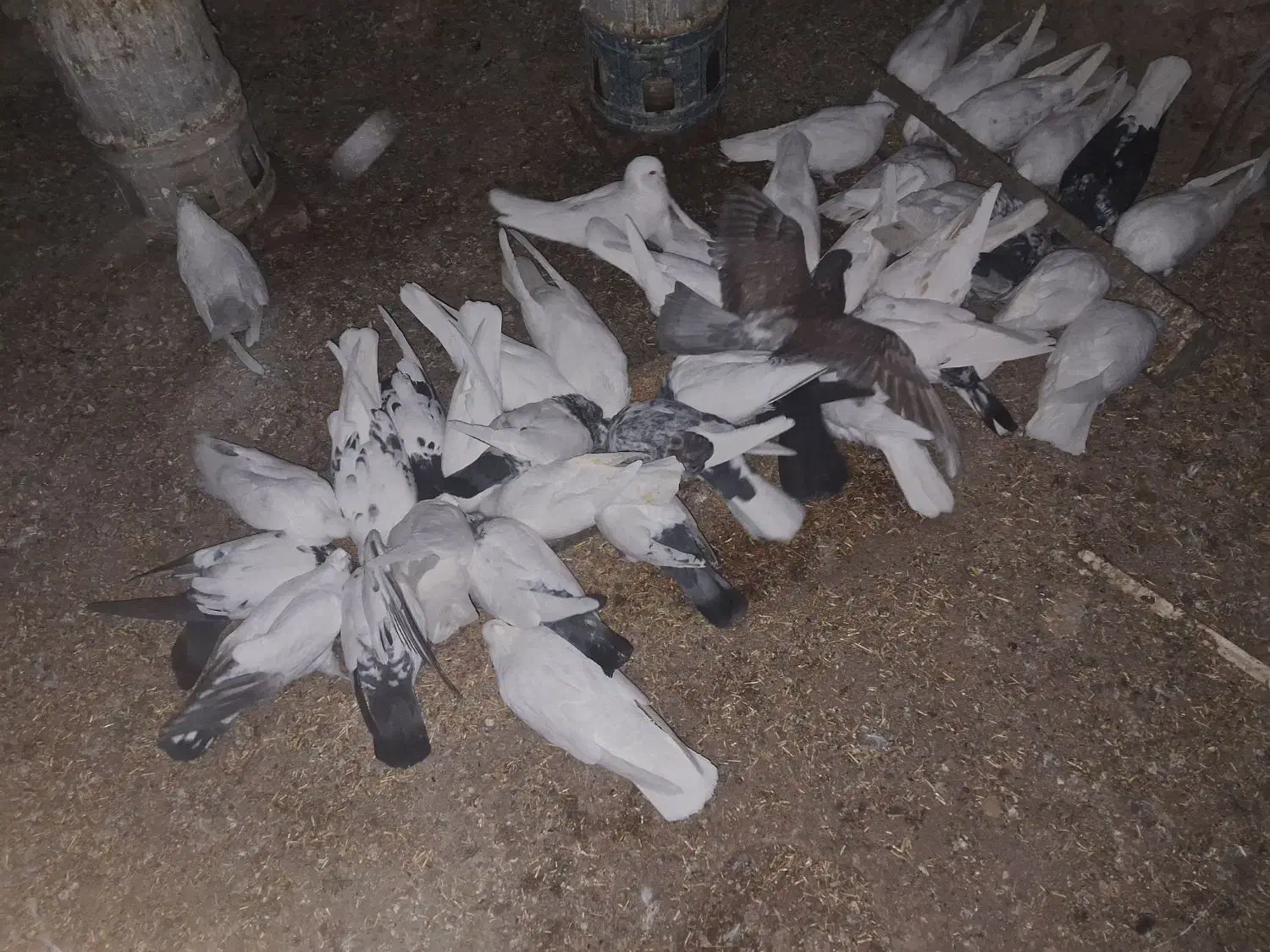 کبوتر|پرنده|قیدار, |دیوار