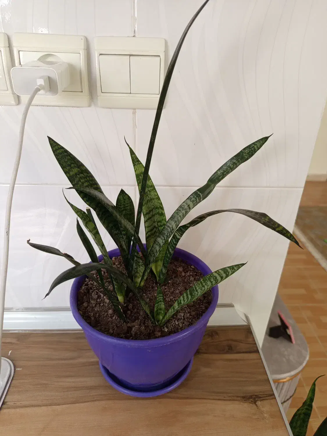 گل سانسوریا|گل و گیاه طبیعی|رباط‌کریم, مسکن مهر آبشناسان|دیوار