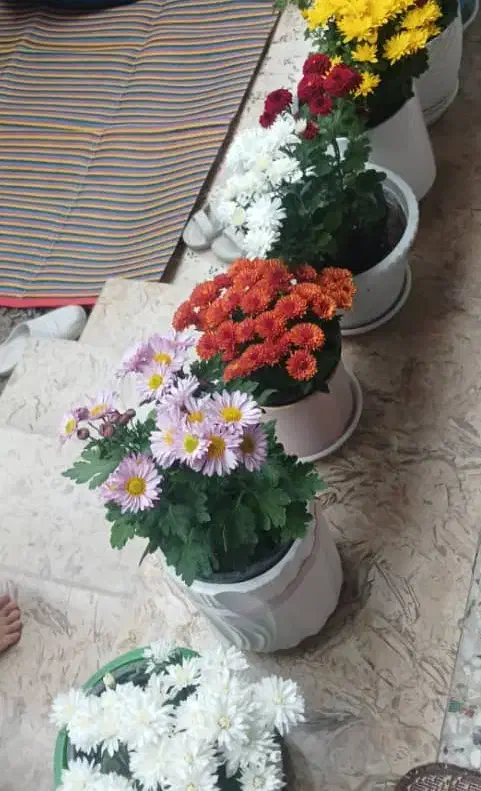 اجاره روزانه به مسافرگلسار|اجارهٔ کوتاهمدت آپارتمان و سوئیت|رشت, گلسار|دیوار