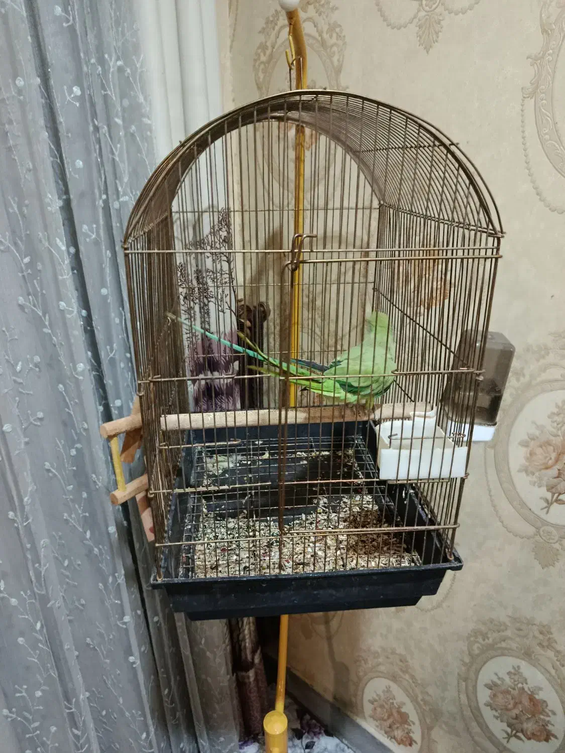 طوطی ملنگو|پرنده|شیراز, کوی زهرا|دیوار