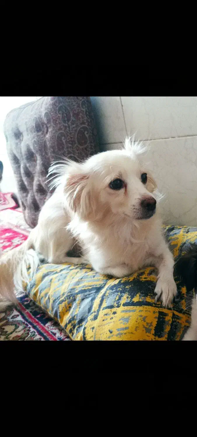 سگ نژاد اشتپیز|سگ|یزد, |دیوار