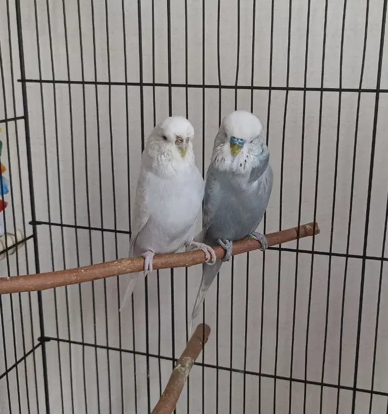 مرغ عشق انگلیسی مولد|پرنده|تهران, فلاح|دیوار