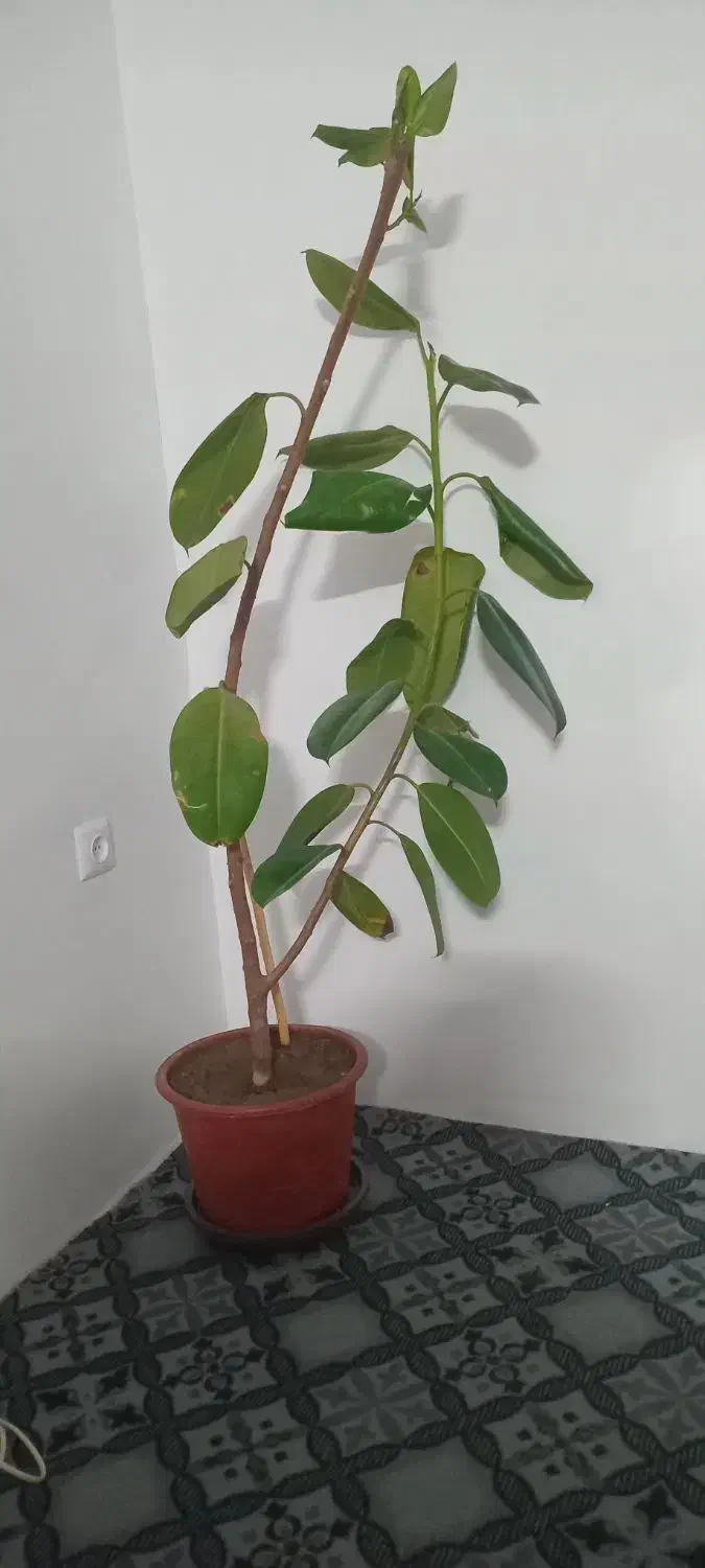 گل گردویی|گل و گیاه طبیعی|خوی, |دیوار