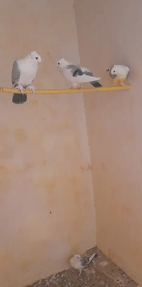 کبوتر بلژیکی|پرنده|قم, هفت تیر|دیوار