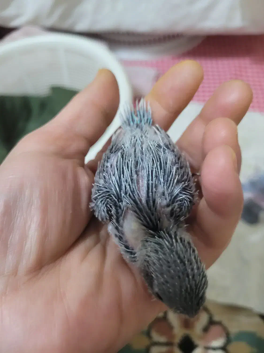 طوطی کوتوله مرغ عشق|پرنده|مشهد, بهمن|دیوار