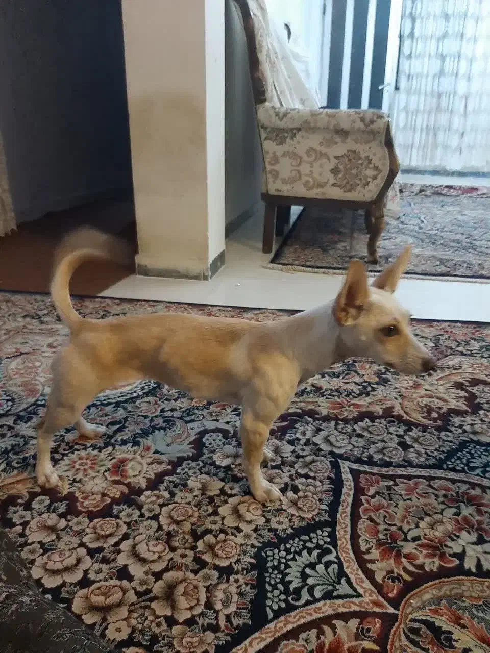 سگ شیواوا|سگ|گرگان, |دیوار