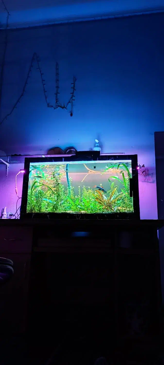 اکواریوم ۸۰سانت در ۴۵ ارتفا ۴۵ فول پلنت و ماهی|ماهی|نقده, |دیوار