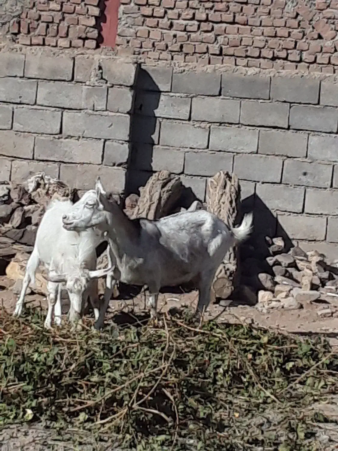 یک عدد بز سانن|حیوانات مزرعه|مود, |دیوار