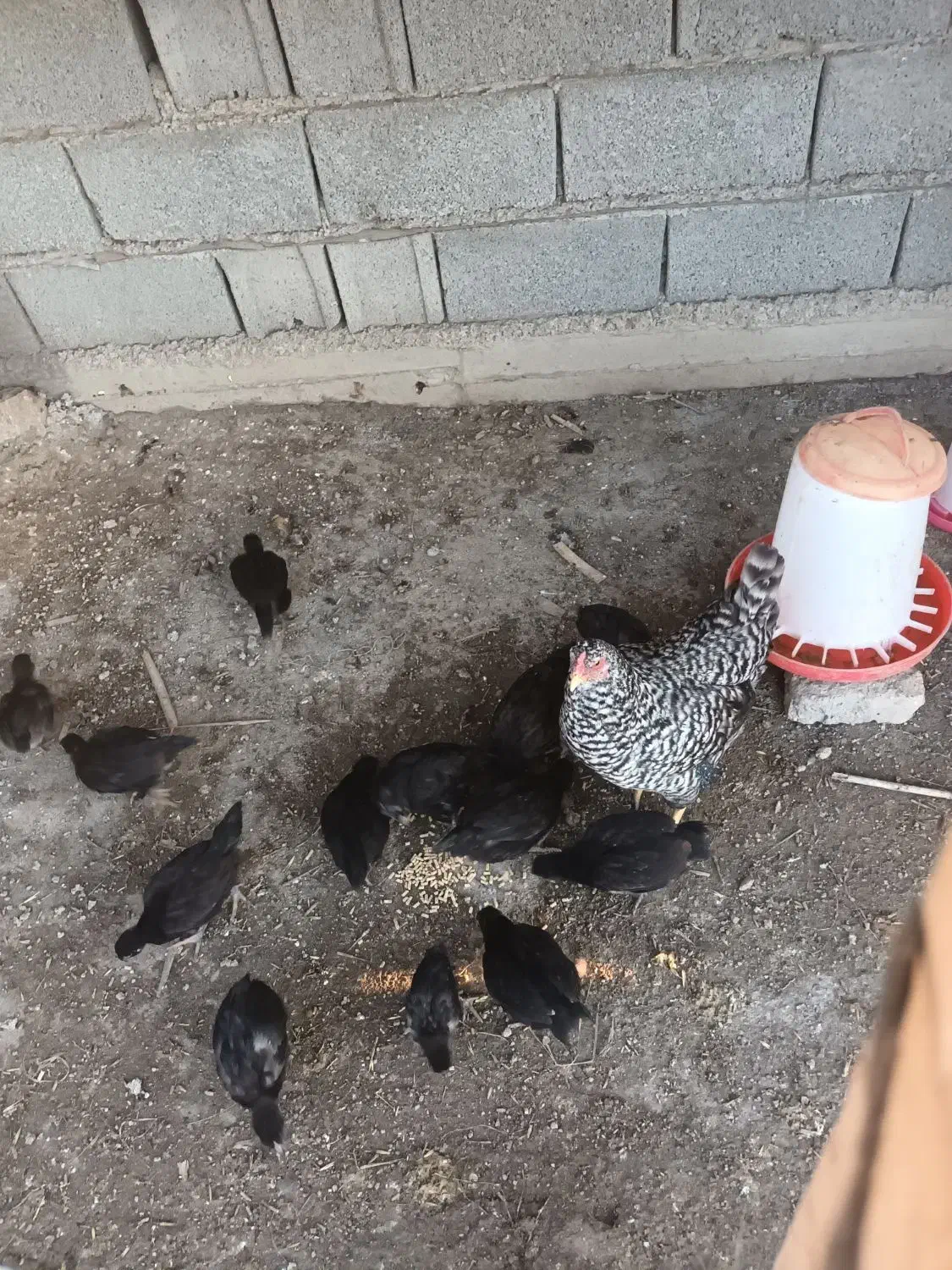 مرغ جوجه دار|حیوانات مزرعه|سیمین شهر, |دیوار