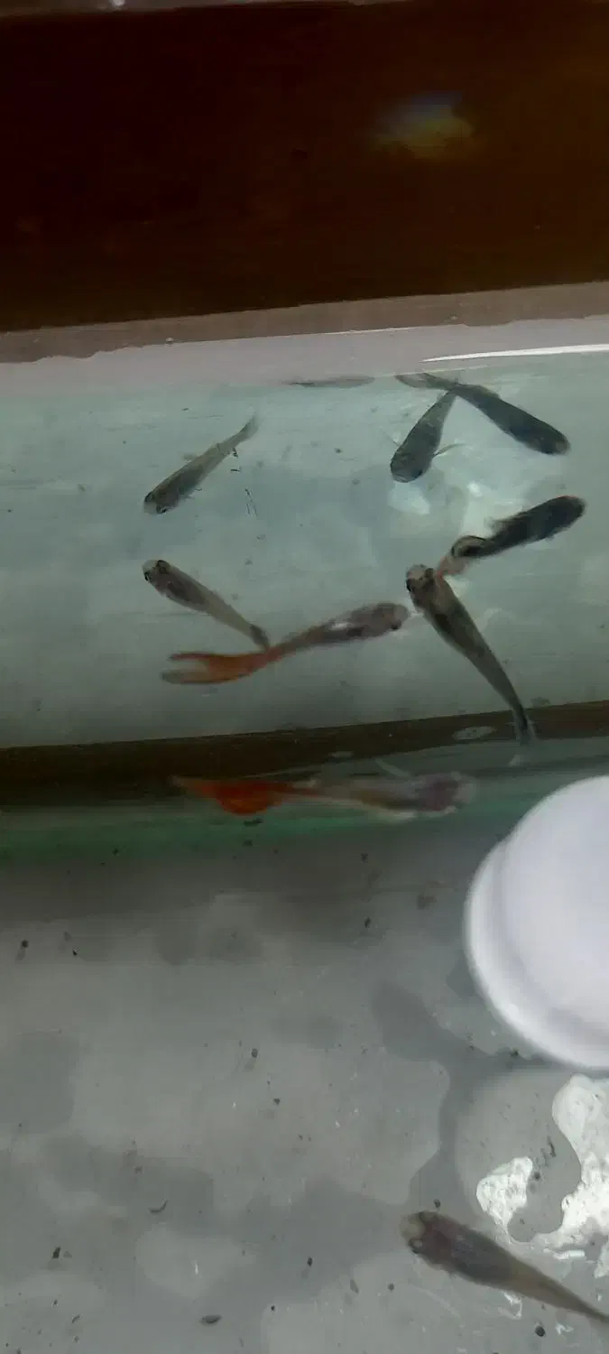 ماهی گوپی|ماهی|تویسرکان, |دیوار