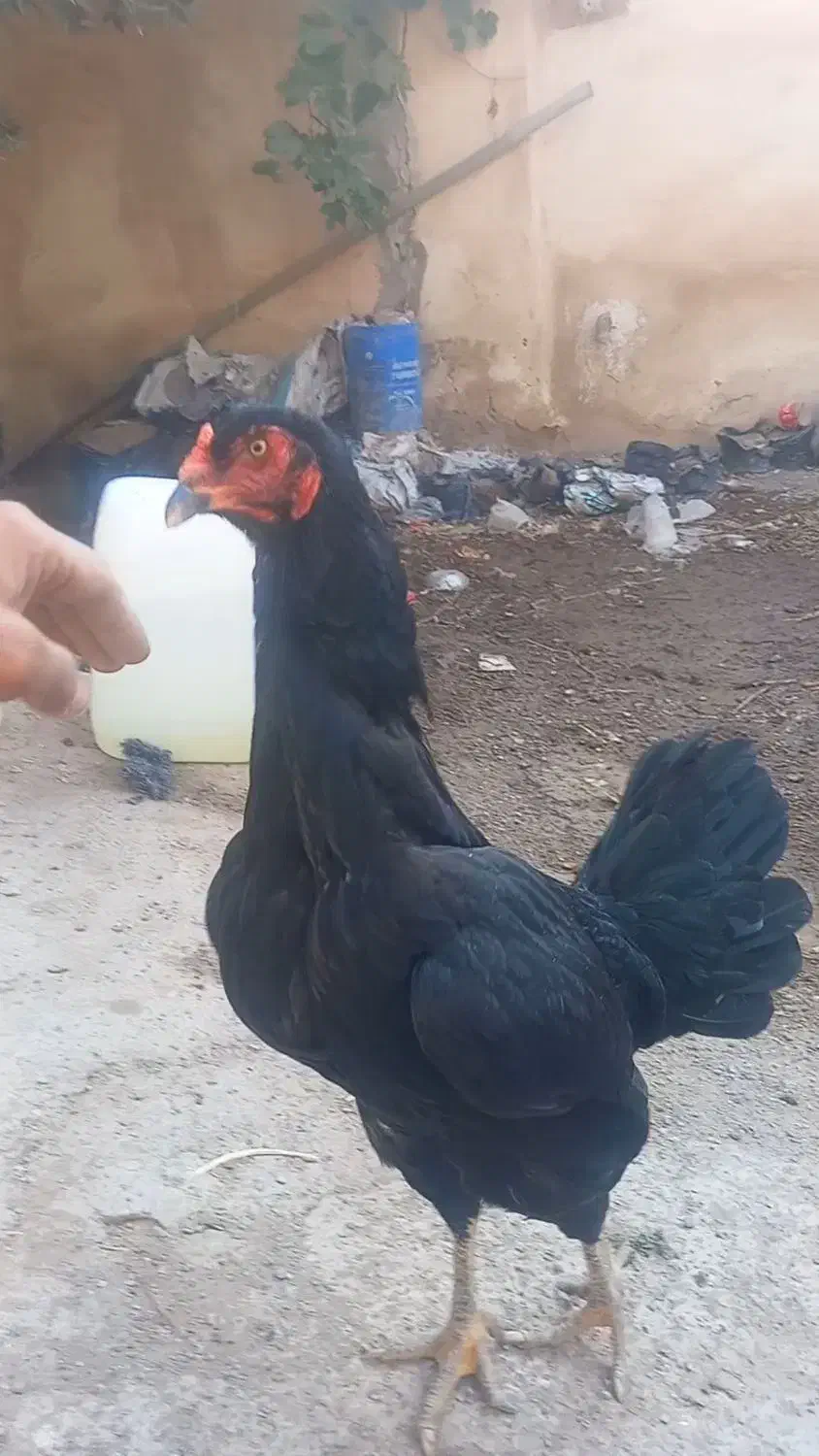 خروس و مرغ لاری|حیوانات مزرعه|طارم, |دیوار