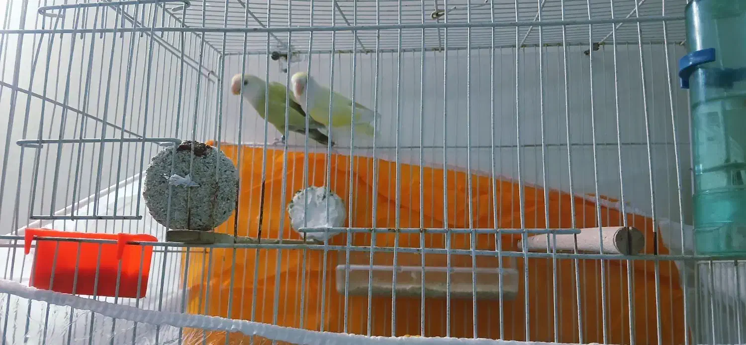 کوتوله|پرنده|مشهد, امیر المومنین|دیوار