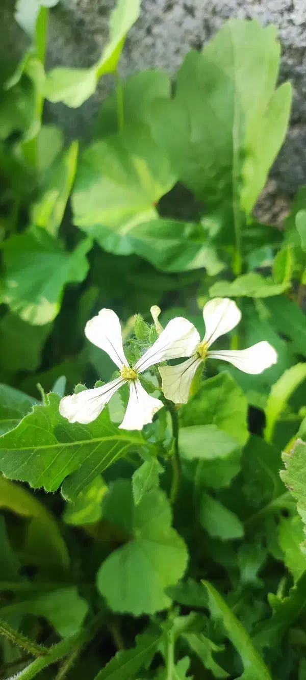 بذر کهکز یا تربچه وحشی ککزه|خوردنی و آشامیدنی|لامرد, |دیوار