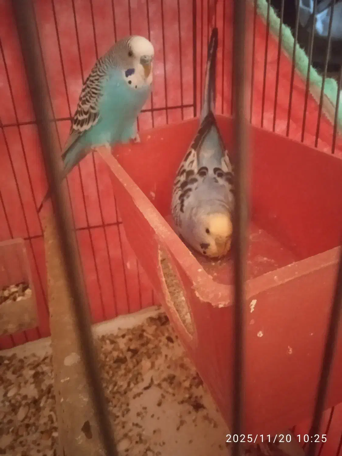 مرغ عشق نر و ماده تخم گذاری|پرنده|کازرون, |دیوار