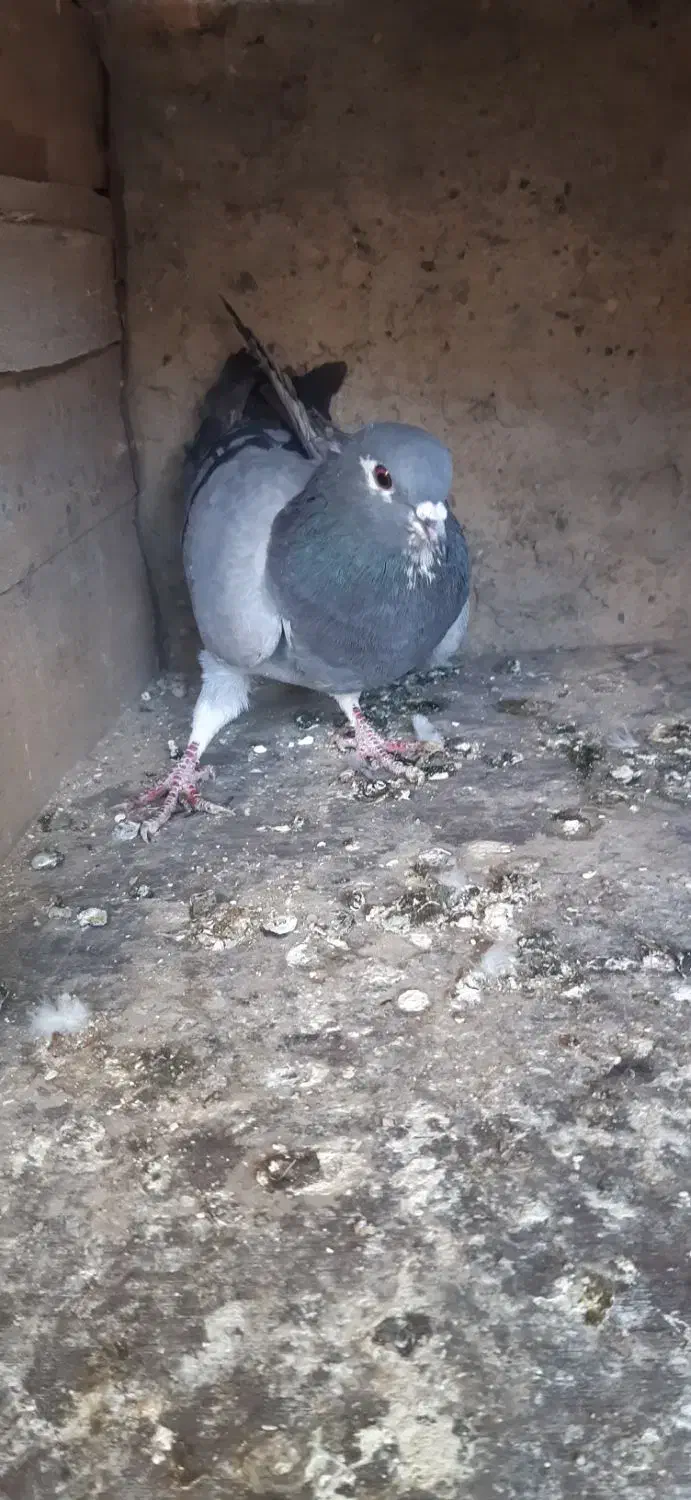 دمگیر|حیوانات|اصفهان, هفتون|دیوار