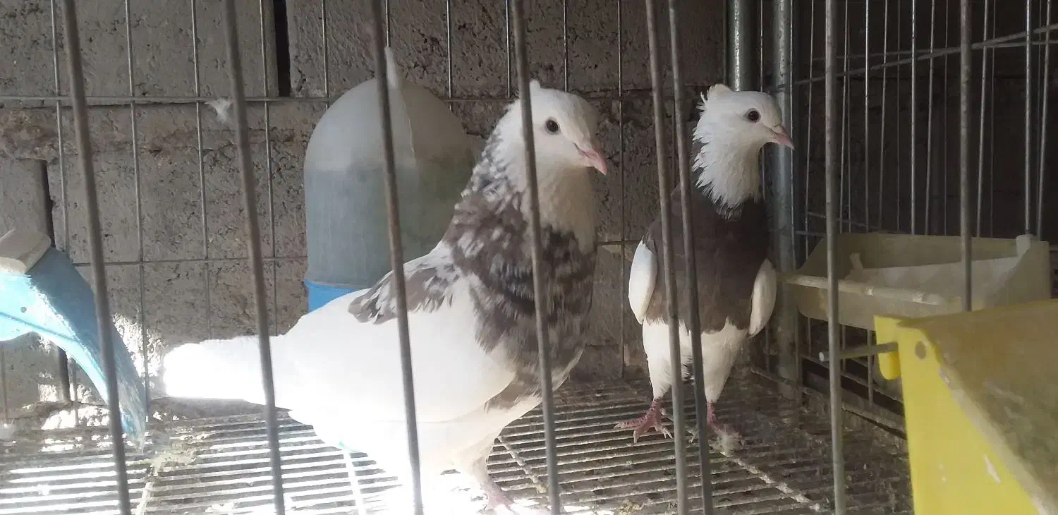 طوق سور کرمانشاهی درشت|پرنده|جیرفت, |دیوار