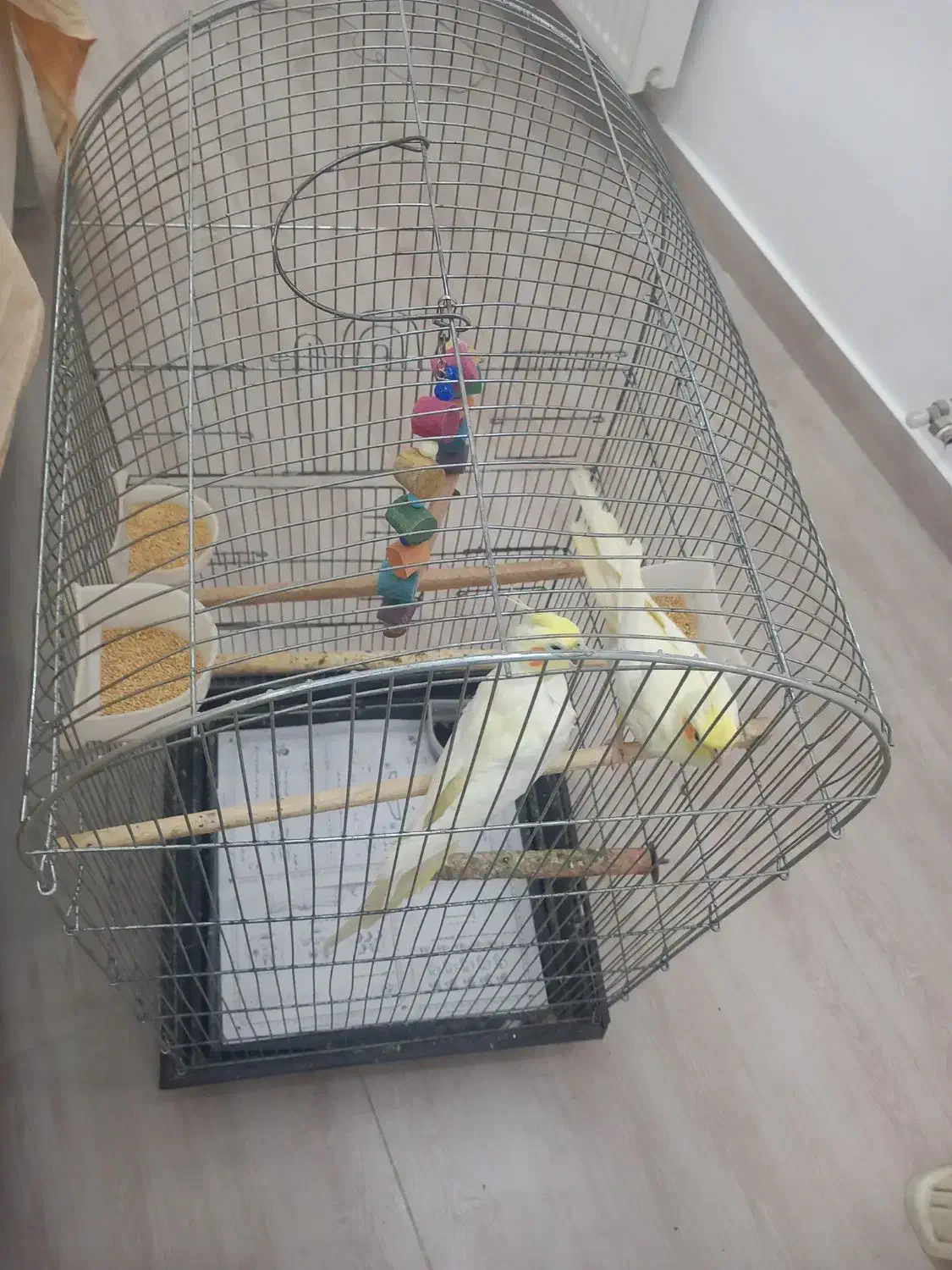 عروس هلندی همراه با قفس|پرنده|آستارا, |دیوار