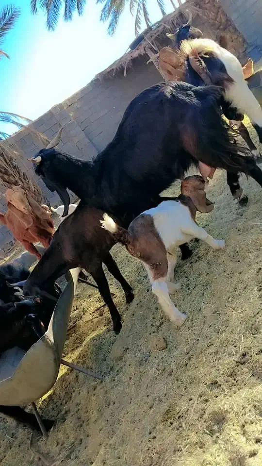 بز دو کهره و یک بز با یک کهره و نری|حیوانات مزرعه|جیرفت, |دیوار