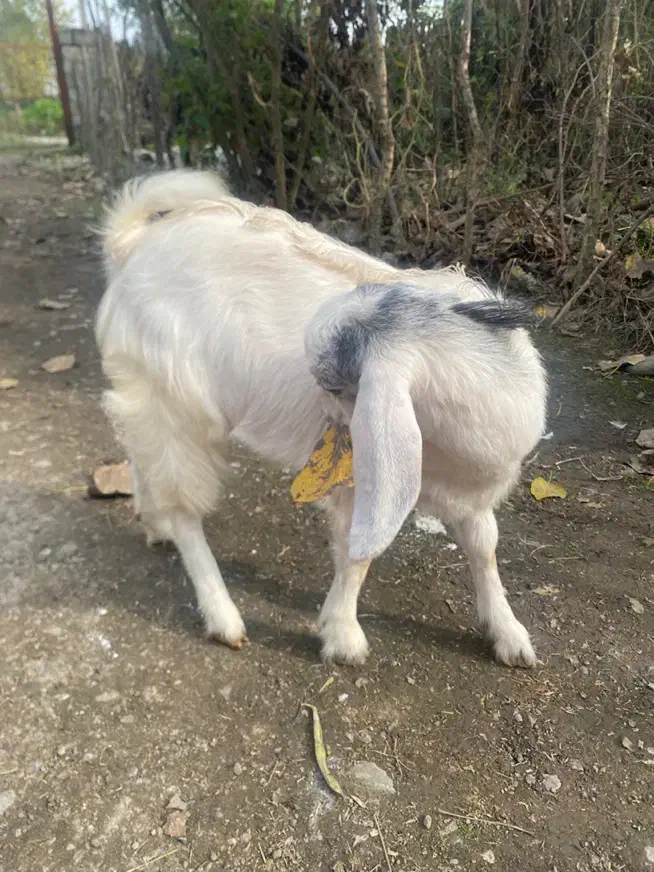 بزغاله|حیوانات مزرعه|شاندرمن, |دیوار