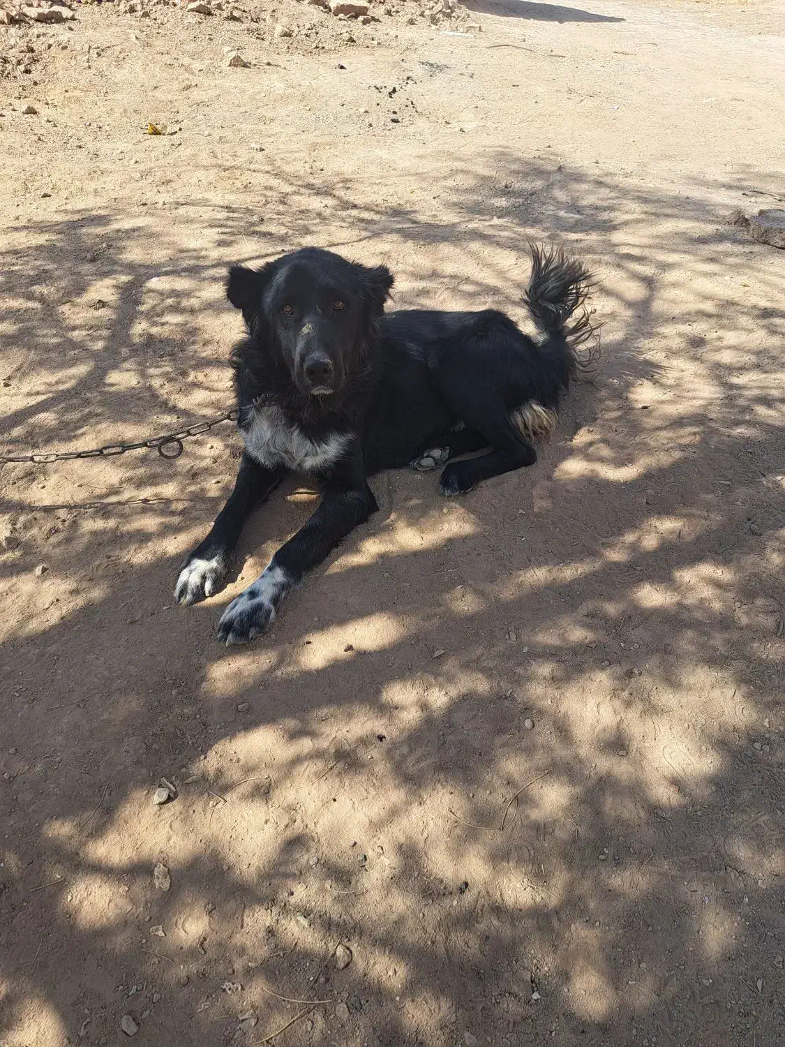 سک قهدرجانی|سگ|شراء, |دیوار