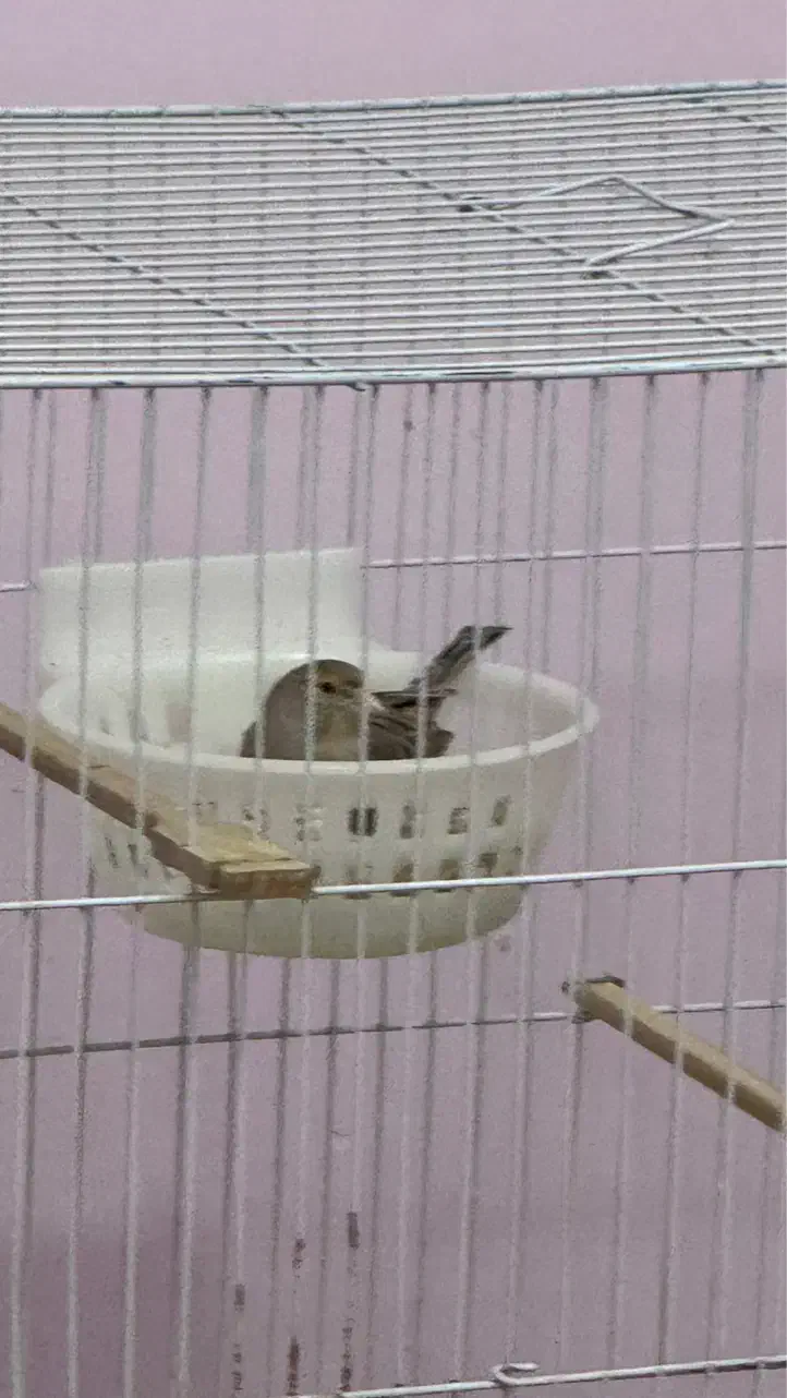 جفت قناری|پرنده|بیرجند, |دیوار