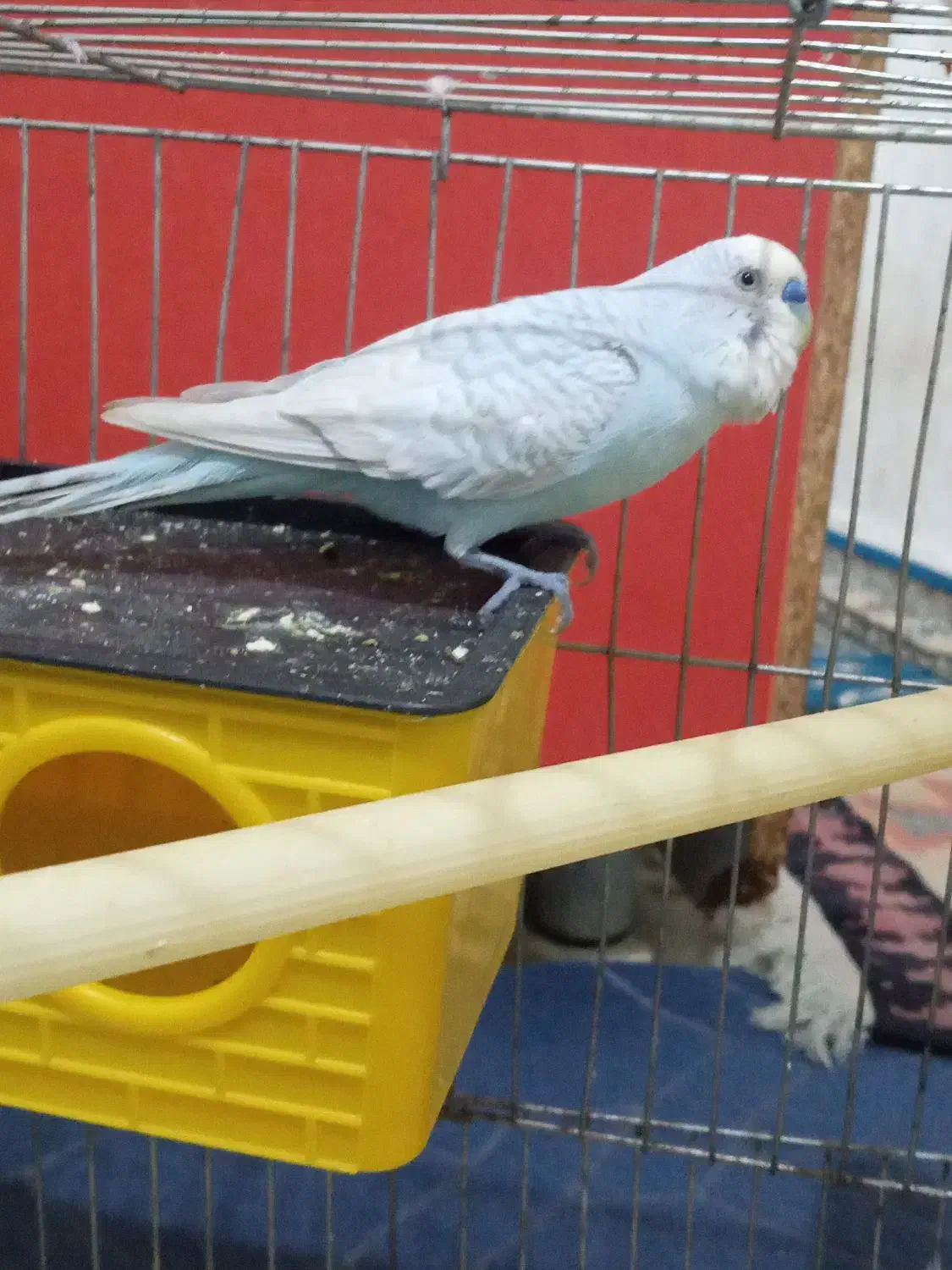 مرغ عشق|پرنده|بیجار, |دیوار