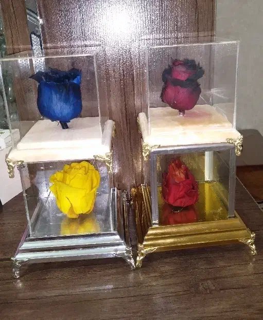 گل جاودان رنگی|گل و گیاه طبیعی|قرچک, محمد آباد|دیوار