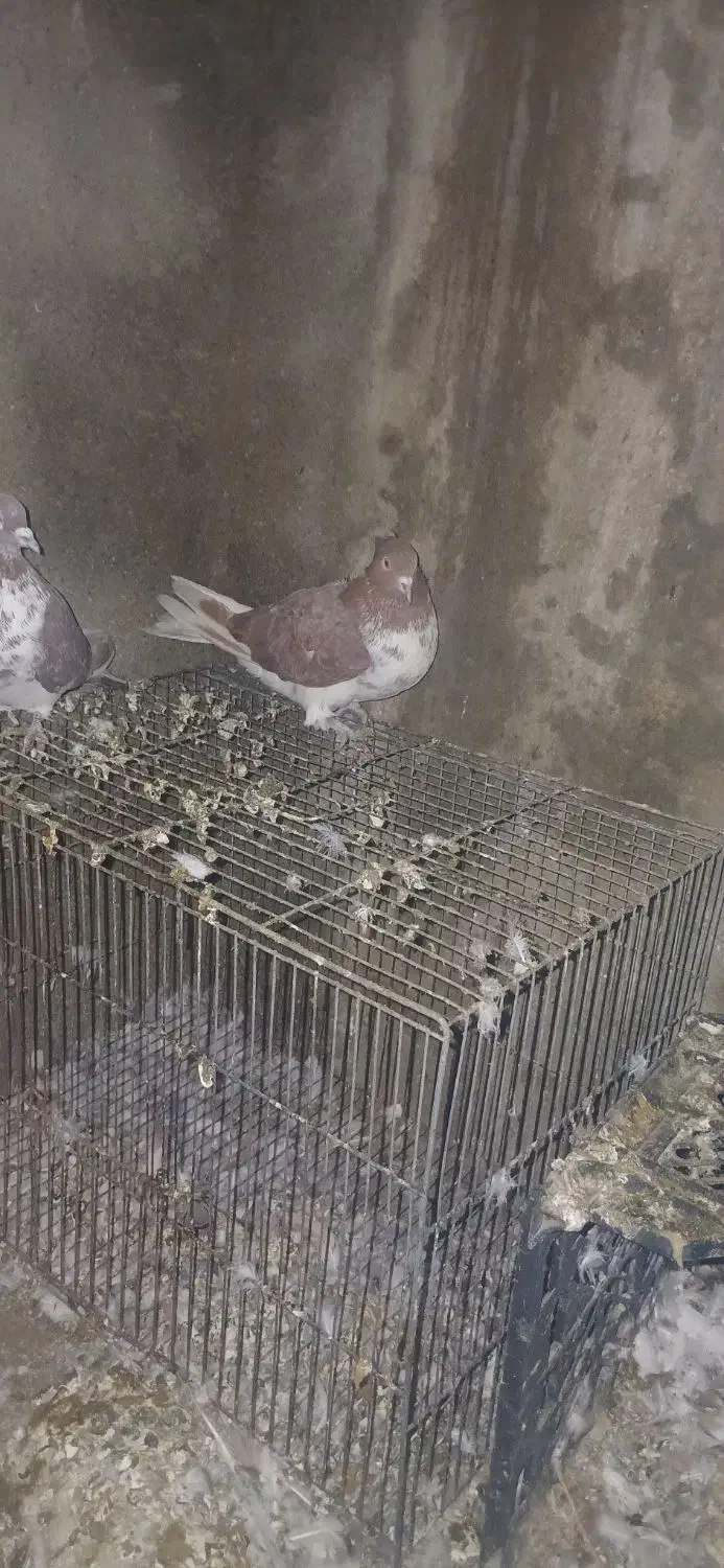 ۱۰۰۰.۰۰۰|پرنده|انزل, |دیوار