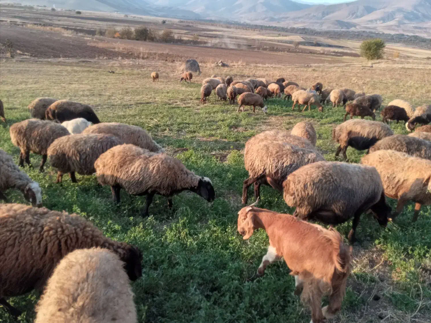 میش و بره|حیوانات مزرعه|دینور, |دیوار