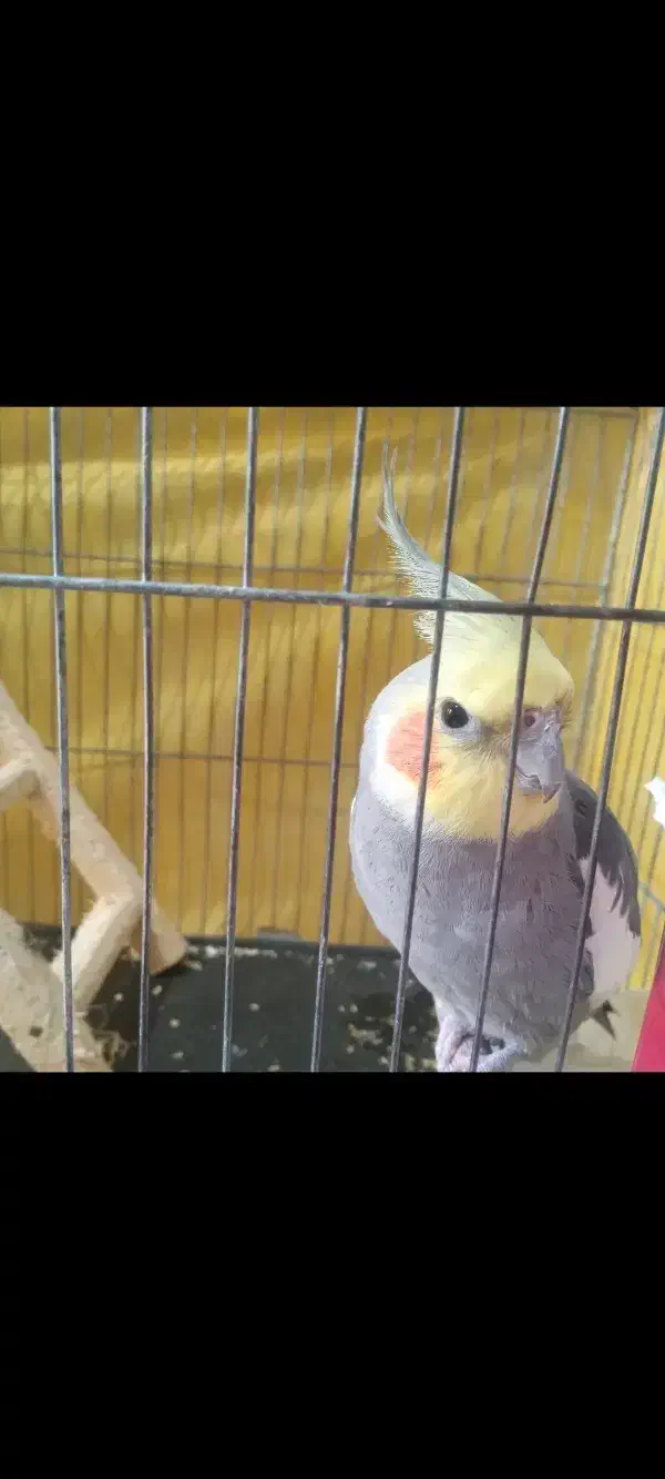 طوطی سخنگو|پرنده|رشت, یخسازی|دیوار