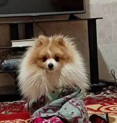 سگ پامرروباهی|سگ|شیراز, شاپورجان|دیوار