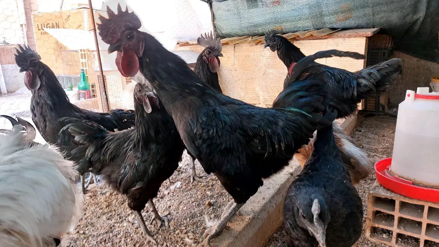 نژاد خروس ایام سمانی سیاه خالص  گوشتشم سیاهه|حیوانات مزرعه|محمدیه-قزوین, |دیوار