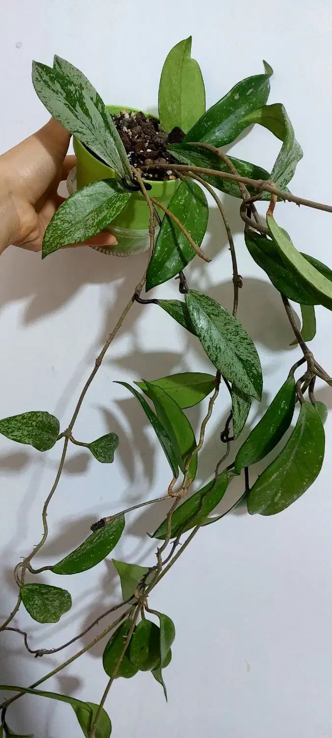 گل هویا|گل و گیاه طبیعی|رشت, کوی طالقانی|دیوار