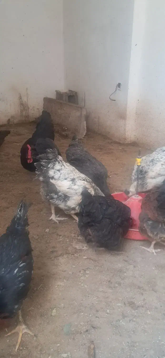 مرغ و خروس|حیوانات مزرعه|آبیک, |دیوار