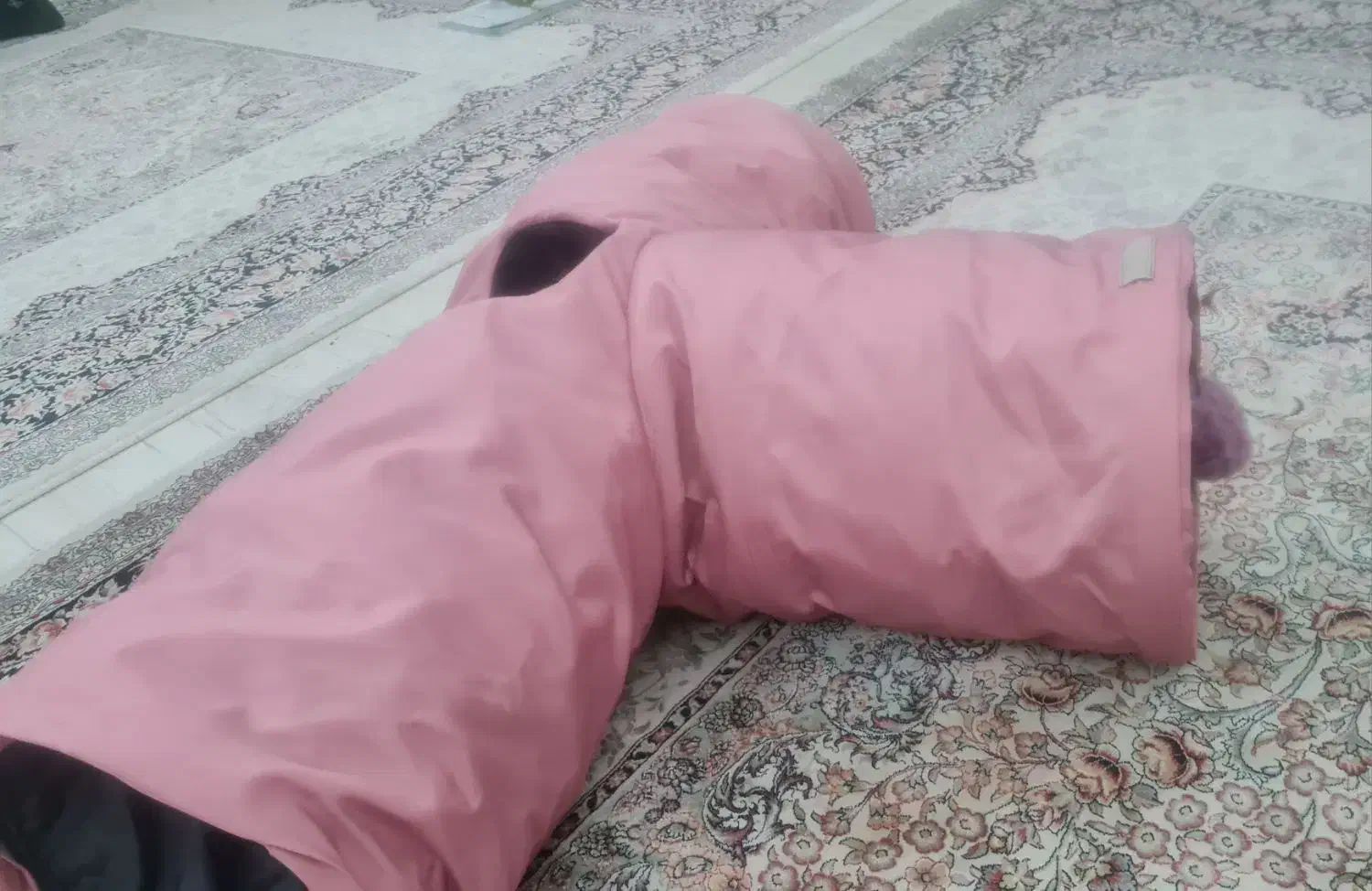 تونل گربه|گربه|مشهد, گلبرگ|دیوار