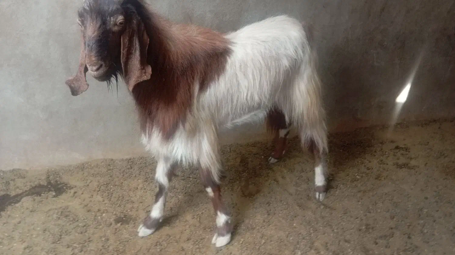 پازن گوشتی زیر قیمت|حیوانات مزرعه|سعدآباد, |دیوار