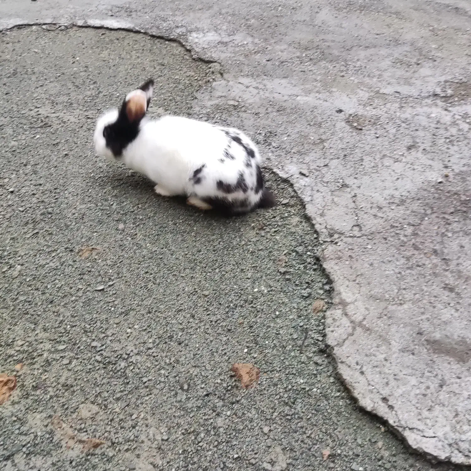 خرگوش لپ|موش و خرگوش|سنندج, |دیوار