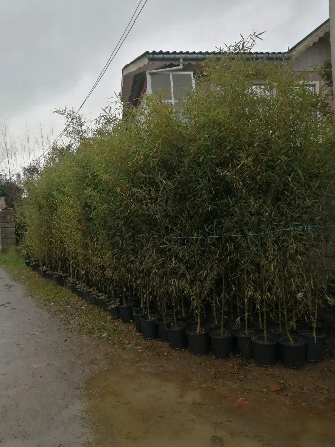 فروش نی خیزران|گل و گیاه طبیعی|رودسر, |دیوار