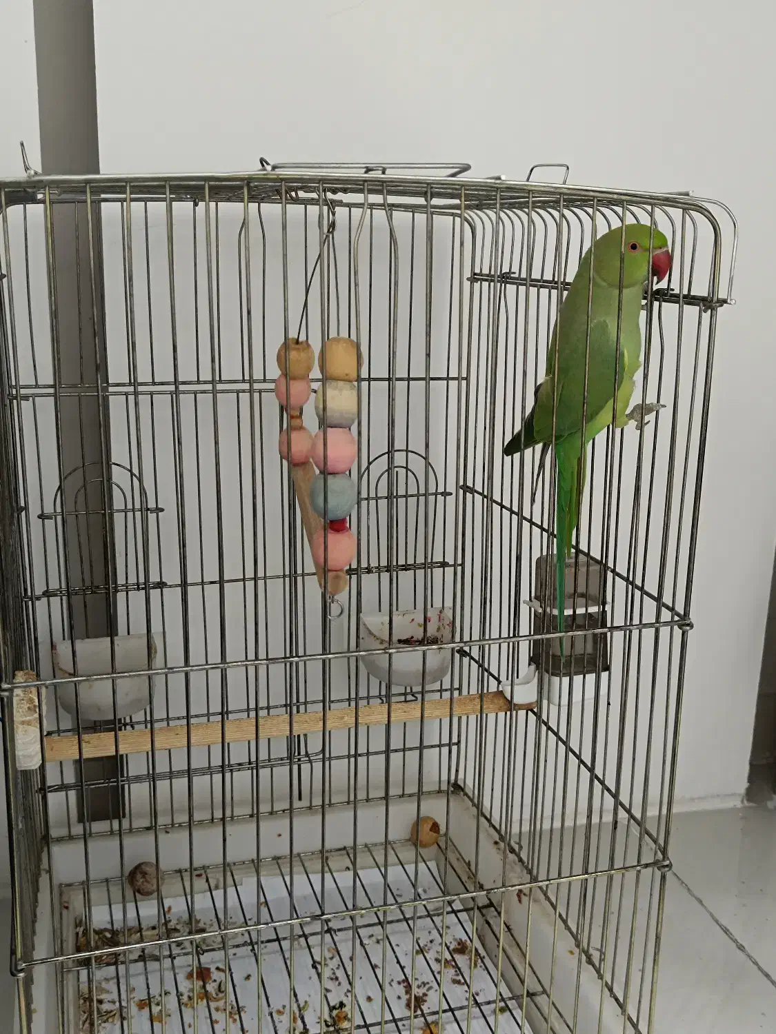 گم شده|حیوانات|ایلام, |دیوار